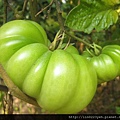 彩虹牛蕃茄.JPG