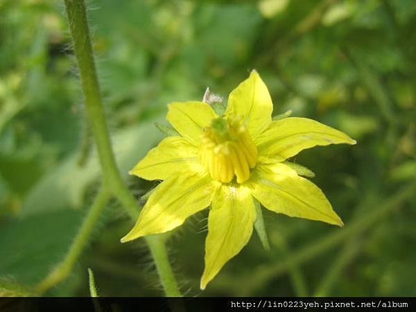 彩虹牛番茄 (2).JPG