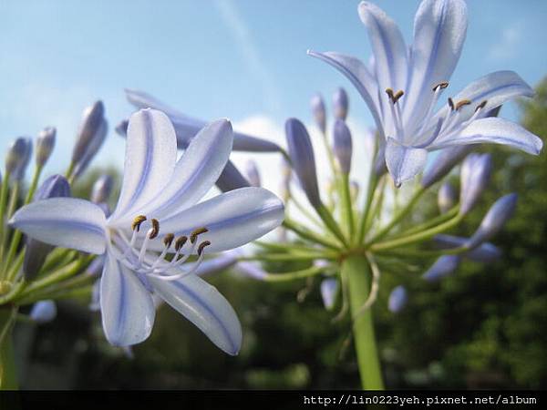 百子蓮(愛情花)