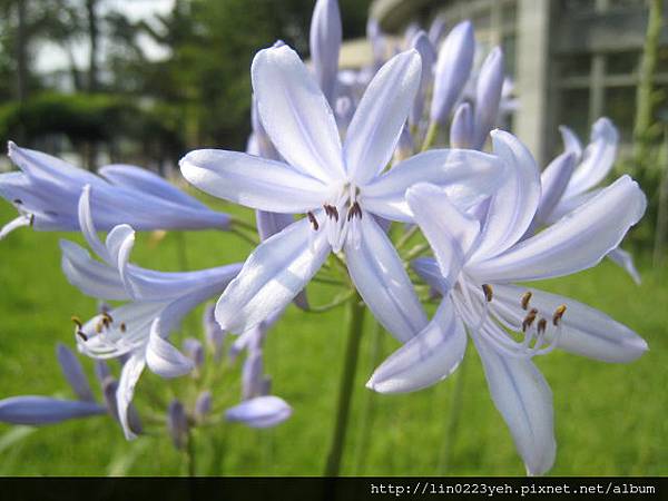 百子蓮(愛情花)