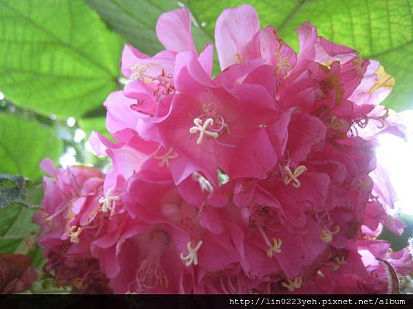 非洲芙蓉~(百鈴花)