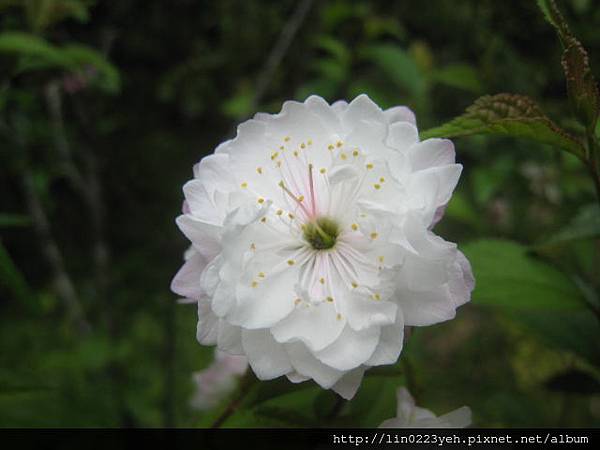 重瓣麥李 