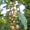 台灣山桂花