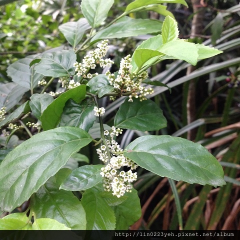 台灣山桂花