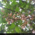 台灣山桂花