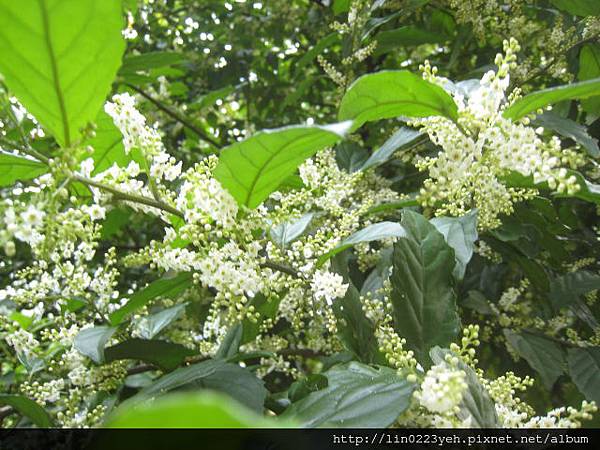 台灣山桂花