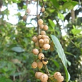 台灣山桂花