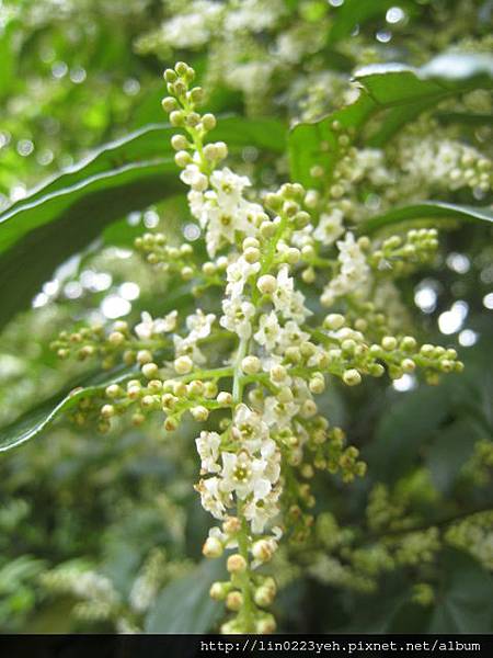 台灣山桂花