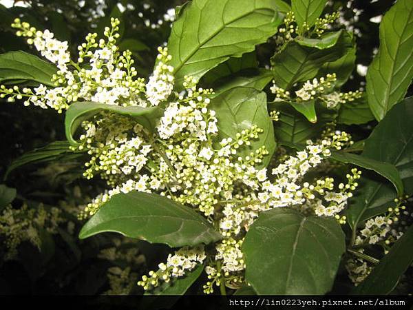 台灣山桂花