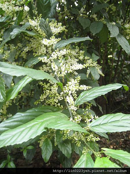 台灣山桂花