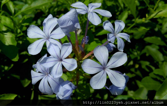 藍雪花