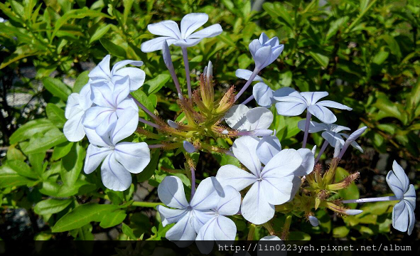 藍雪花