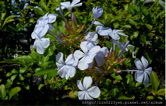 藍雪花