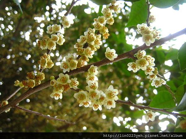 光葉柃木~雄花