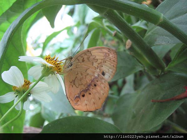 台灣黃斑蛺蝶