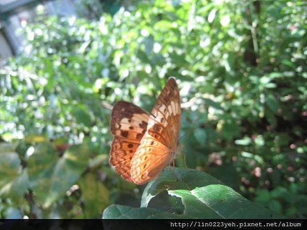台灣黃斑蛺蝶