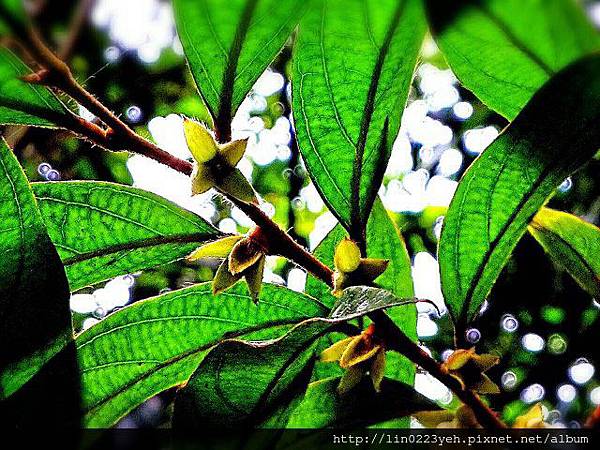 軟毛柿 ~花萼裂片