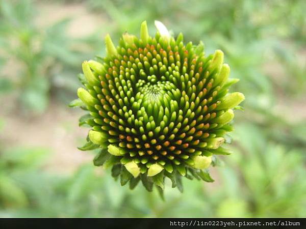 紫錐花(松果菊) 