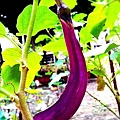 茄子