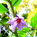 茄子