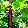 茄子