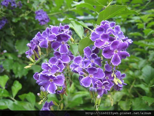 蕾絲金露花