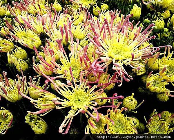 麵線菊~山陽千鶴