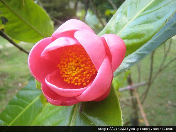 紅花越南抱莖茶