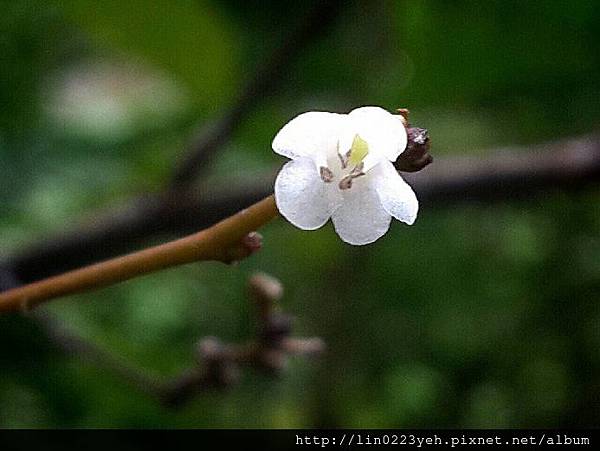 燈稱花