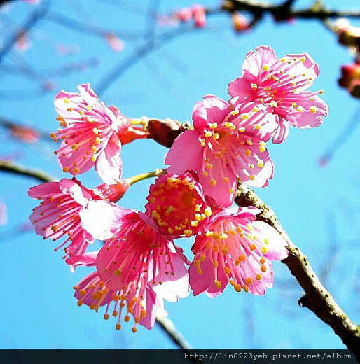 山櫻花