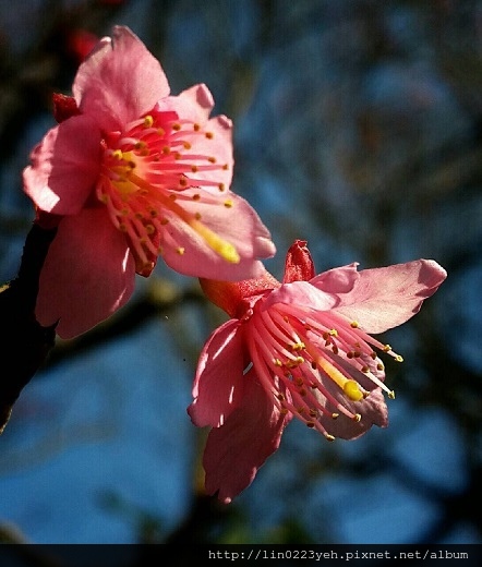 山櫻花