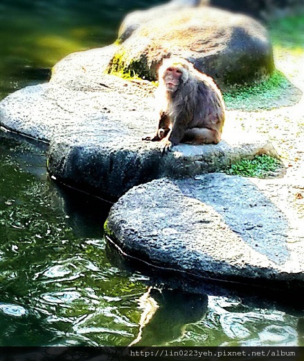 台灣獼猴 