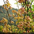 陽明山~隨拍