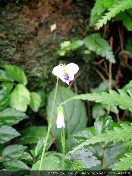 台北菫菜