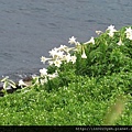 台灣野百合