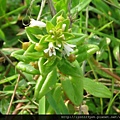 濱排草(茅毛珍珠菜)