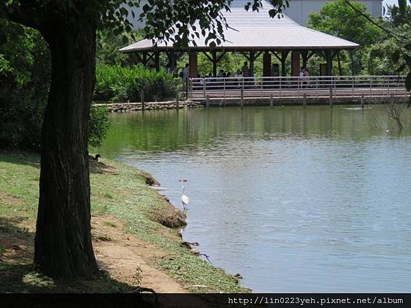 桃園八德埤塘生態公園~隨拍