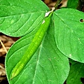 平伏莖白花菜