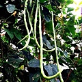 豇豆(菜豆)