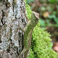 攀木蜥蜴(拍攝地點~坪林)