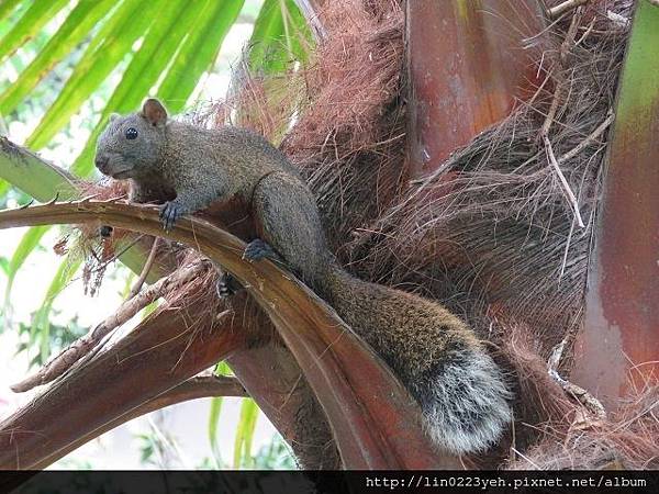 赤腹松鼠