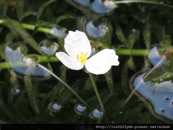 水蘊草 水蘊草