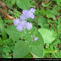 紫花藿香薊