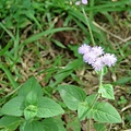 紫花藿香薊