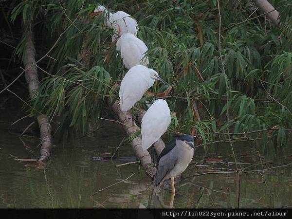 白鷺鷥&夜鷺