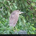 夜鷺 ~幼鳥