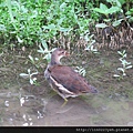 紅冠水雞~幼鳥