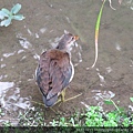 紅冠水雞~幼鳥