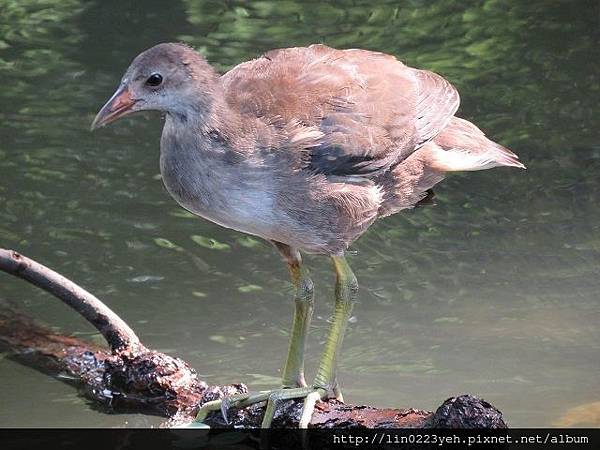 紅冠水雞~幼鳥