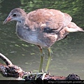 紅冠水雞~幼鳥